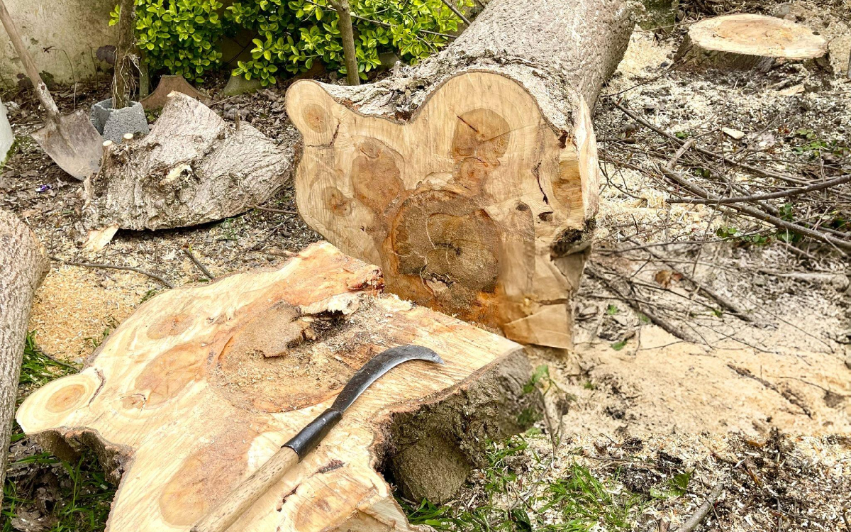 stump2