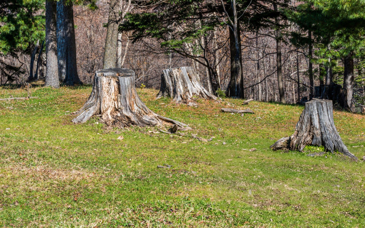 stump4
