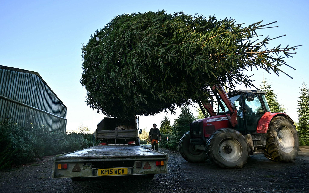 tree (2)