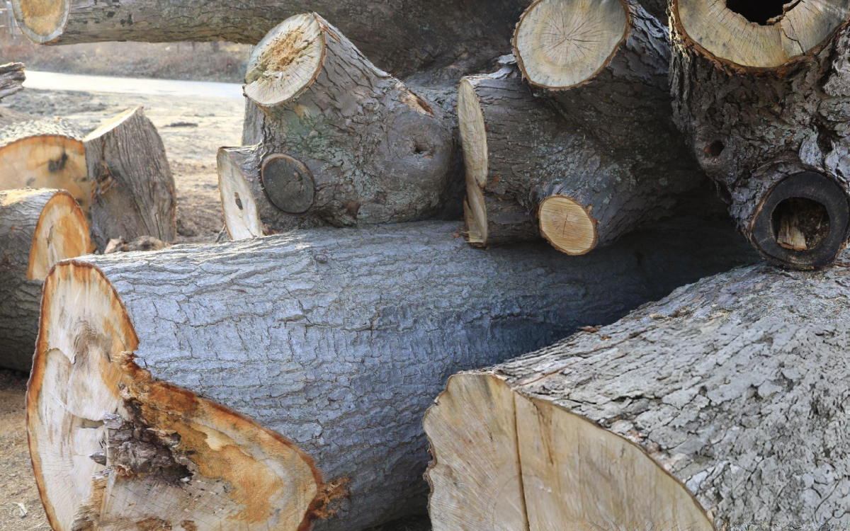 tree (3)